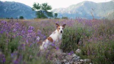 Küçük bir köpek lavanta tarlasında tetikte bekliyor, arkasında dağlar var. Mor çiçekler ve kırsal alan huzurlu bir yaz manzarası yaratır..