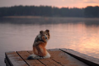 Alacakaranlık dingin göle düşerken tek bir Sheltie ahşap iskelede oturuyor. Batan güneşin yumuşak ışığı sahneye huzurlu ve sıcak bir ton ekler..