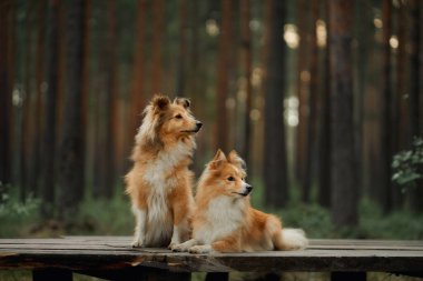 Uzun ağaçlar ve yeşilliklerle çevrili sakin bir ormanda birlikte oturan iki Collie. Barışçıl ortam, doğayla olan bağlantılarını vurguluyor..