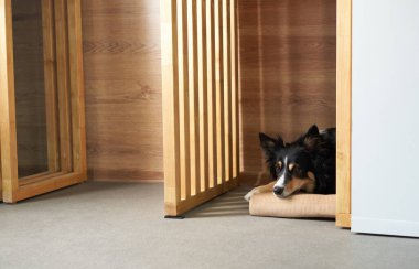 Sınır çoban köpeği meraklı ve özenli bir şekilde ahşap bir sandıktan dışarı bakıyor. Köpek şakacı ama dikkatli ifade basit ayarlara karakter ekler.