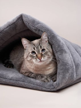 Rahat bir tekir kedi, tarafsız bir arka planda yumuşak gri bir evcil hayvan yatağında rahatça yatar. Konforlu düzende sakin ifadesi ve yumuşak kürkü vurgulanıyor.