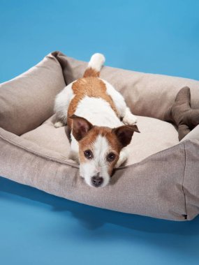 Jack Russell Terrier adında biri canlı bir mavi arkaplana yaslanmış, huzurlu görünüyor. Yatağın yumuşak dokusu rahat atmosferi güçlendirir..