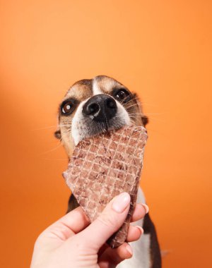Bir melez köpek, eli ağzına yakın, turuncu bir arka planı olan bir hediyeyi tutarken bekler..