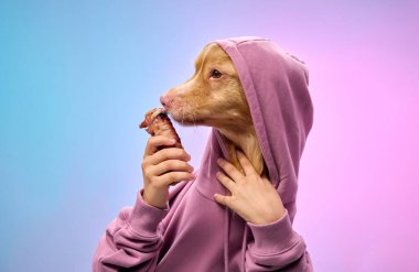 Pembe kapüşonlu bir Nova Scotia Duck Tolling Retriever canlı bir gradyan arkaplanda poz verirken zevkten dört köşe olur. Neşeli ortam köpeklerin enerjisini vurguluyor..