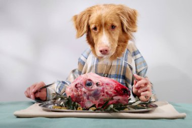 Ekose gömlekli bir Nova Scotia Duck Tolling Retriever, bir tabak çiğ et ve sebzeyle masada dikkatle oturur. Işıklandırma ve kapalı mekanlar sofistike ve sıcak bir atmosfer yaratıyor..