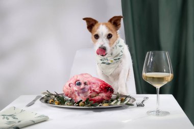 Bir Jack Russell Terrier bir tabak çiğ et ve bir bardak şarapla masada oturuyor, keyifli görünüyor. Kapalı alandaki incelikli kurgu köpeklerin şakacı ve meraklı doğasını vurguluyor..