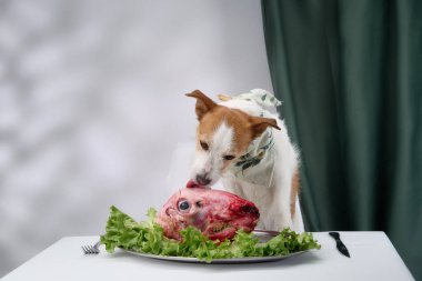 Bir Jack Russell Terrier marulla süslenmiş çiğ et tabağını kokluyor. Kapalı mekandaki özel düzenleme köpek merakını ve yemeğe olan ilgiyi vurguluyor..