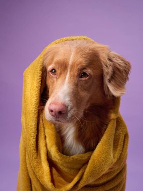 Nova Scotia Duck Tolling Retriever sarı bir battaniyeye sarılıp mor bir arka plana sarmalanır.