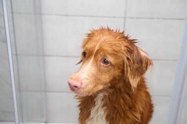 Bir Nova Scotia Duck Tolling Retriever, ıslak kürklü bir duşta kameradan başka tarafa bakıyor. Islak kürk ve banyo seti köpeklerin gerçekçi banyo deneyimini vurguluyor..