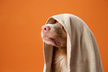 Bir Nova Scotia Duck Tolling Retriever turuncu bir arka plana sarılı bir havluyla yan tarafa bakar. Görüntü, köpek için banyo sonrası sakin bir anı yakalar..