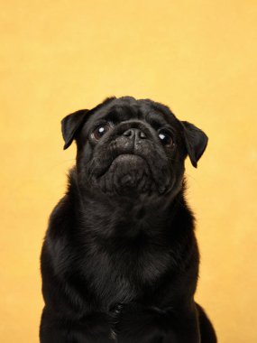 Siyah bir köpek sarı arka planda oturuyor, merakla ve dikkatle bakıyor..