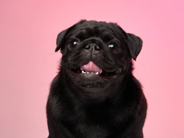 Siyah bir köpek oturuyor ve pembe bir arka plana gülümsüyor, mutlu ve mutlu görünüyor..