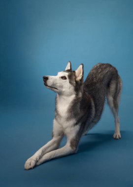 Sibirya Husky 'si zarif bir şekilde mavi bir arkaplanda poz veriyor, parlak siyah beyaz kürkünü sergiliyor. Köpekler dengeli duruş ve özenli ifade onun cazibesini yakalar..