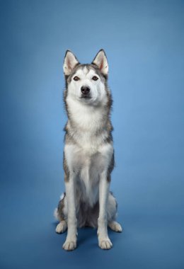 Mavi arka planda tetikte oturan Sibiryalı bir Husky 'nin keskin kulakları ve kalın paltosu kurt görünümünü vurguluyor. Köpekler sakin ama dikkatli bakışlar onun zeki kişiliğini yakalar..