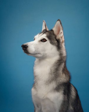 Sibirya Huskys 'inin mavi bir arka plandaki, simetrik kürk desenini ve parlak gözlerini gösteren yakın plan görüntüsü. Köpekler özgüvenli ve özenli görünüm keskin kişiliğini yansıtır..