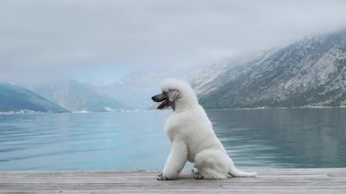 Beyaz bir kaniş sakince su kenarında bir taş kaldırımda oturur, arkasında dağlar ve sis vardır. Köpek rahat görünüyor, huzurlu manzarada sırılsıklam.