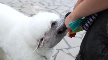Beyaz bir kaniş dışarıda bir kişi tarafından ikram ediliyor. Köpek mutlu görünüyor ve atıştırmaya odaklanmış..