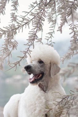 Beyaz bir kaniş, arka planda sahili olan ağaç dallarına yakın duruyor. Sahne, köpeği huzurlu ve doğal bir ortamda yakalar..