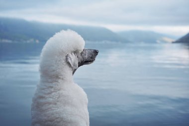 Beyaz bir kaniş göl kenarına yakın oturur ve suya bakar. Sakin sahne köpeğin sessiz ve düşünceli havasını arttırır..