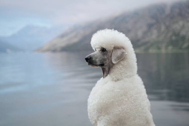 Uzakta dağları olan sakin bir göle beyaz bir kaniş bakıyor. Köpek sakin bir ortamda düşünceli ve huzurlu görünüyor..