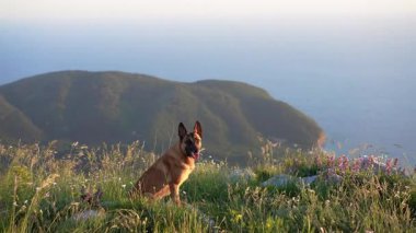 Belçikalı bir Malinois bir tepede oturuyor, sakin bir ifadeyle güzel bir vadiye bakıyor..