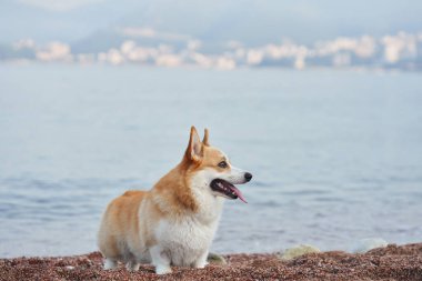 Bir Corgi 'nin sahili keşfettiği görülüyor, deniz kenarına yakın, şehir manzaralı bir yerde. Köpek meraklı ve enerjik görünüyor..