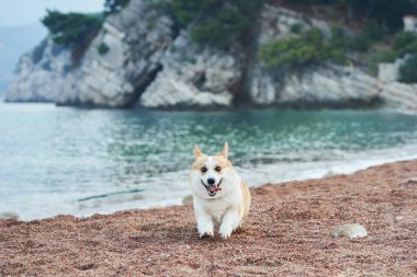 Bir Corgi sakin deniz manzarası ve uzak uçurumlarla dolu kumlu bir sahilde mutlu bir şekilde oturur. Köpek dingin ortamın tadını çıkarıyor gibi görünüyor..