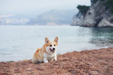 Sahilde manzaralı bir geçmişi olan bir Corgi, kumlu sahilde dinlenir. Sakin su, sahnenin rahatlatıcı havasını arttırır..