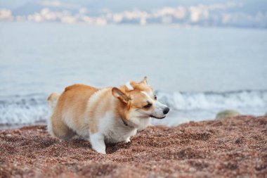 Denize bakan bir Corgi sahilde duruyor, sudan gelen rüzgarın tadını çıkarıyor gibi. Sahne dinamiktir, köpeğin enerjisini yakalar..