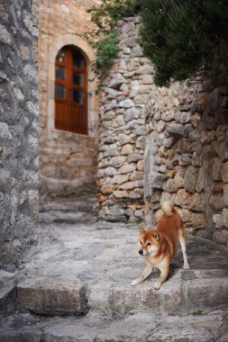 Bir Shiba Inu, kırsal duvarlarla çevrili bir ortaçağ geçidinde taş basamaklara tırmanır. Tarihi mekan ve sakin atmosfer, eski kasabanın cazibesini vurguluyor..