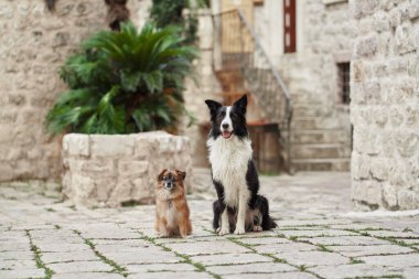 Küçük kahverengi bir köpek tarihi bir meydanda kaldırım taşı döşemeli sakince oturuyor. Çevreleyen yeşillik ve mimari sakin bir zemin oluşturur.