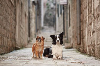 Bir Border Collie ve küçük kahverengi bir köpek dar bir kaldırım taşlı sokakta yan yana otururlar. Tarihi mekan, kırsal bir ortamda yoldaşlıklarını vurguluyor..