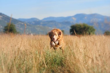 Nova Scotia Duck Tolling Retriever köpeği uzak dağların panoramik manzaralı altın bir çayırda zarifçe yürüyor. Yumuşak ışık ve uzun otlar huzurlu ve kırsal bir ortam yaratır..