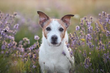 Bir Jack Russell Terrier doğal ışık ve engebeli araziyle çevrili lavanta çiçeklerinin arasında tuhaf bir şekilde görünür. Renkli çiçekler ve yumuşak dağ arkaplanı huzur dolu manzarayı güzelleştirir..