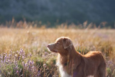 Nova Scotia Duck Tolling Retriever köpeği canlı bir lavanta tarlasında otururken dikkatle bakar. Renkli çiçekler ve doğal ortam sıcak ve huzurlu bir ortam yaratır..
