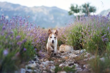 Küçük bir köpek, kayalık bir patika ve uzak dağlarla çerçevelenmiş, açan lavanta çiçeklerinin arasında yürüyor. Huzurlu manzara, o anın huzurlu ve doğal güzelliğini vurgular..