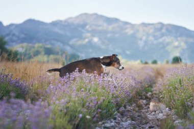 Küçük bir köpek canlı çiçeklerle çevrili bir lavanta tarlasında yürüyor. Manzaralı kırsal alan ve yumuşak güneş ışığı pitoresk bir atmosfer yaratır..