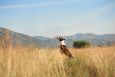 Açık mavi bir gökyüzünün altında uzun otların arasında sıçrayan kahverengi bir köpek. Enerjik duruş köpeğin canlılığını vurguluyor..