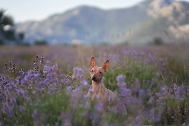 Bir Amerikan Kılsız Teriyer köpeği, serin bir dağ manzarasına dayanan, çiçek açan lavantalarla çevrili kayalık bir yolda poz verir..