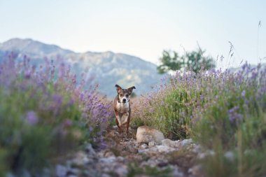 Bir Jack Russell Terrier çiçek açan ve kayalık arazilerle çevrili canlı bir lavanta tarlasının ortasında dikiliyor. Uzak dağlar, sakin dış mekâna derinlik katar..