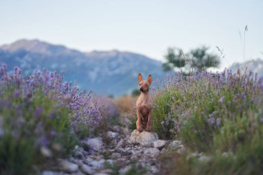 Bir Amerikan Kılsız Teriyer köpeği, serin bir dağ manzarasına dayanan, çiçek açan lavantalarla çevrili kayalık bir yolda poz verir..