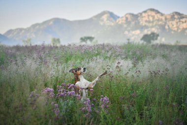 Küçük bir köpek, arkasında sisli dağlar olan canlı lavanta çiçeklerinin arasında duruyor. Doğal ortam manzaranın huzurlu güzelliğini gözler önüne seriyor..