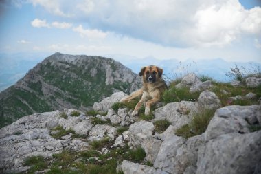 Ufuk boyunca uzanan dağları olan kayalık bir tepede bir köpek tetikte oturur. Bulutlu gökyüzü nefes kesen dağlara derinlik katıyor..