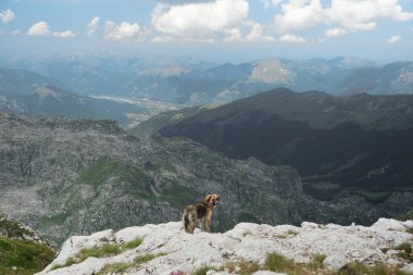 Bir köpek güneşli bir gökyüzünün altında panoramik bir dağ zeminiyle kayalık araziyi keşfeder. Engebeli çevre doğanın maceraperest ruhunu yakalar..