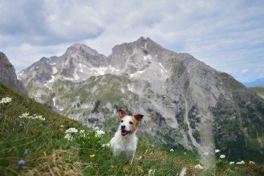 Küçük bir köpek olan Jack Russell Terrier, arka planında görkemli dağlar bulunan, çiçeklerle benekli bir alp tarlasında oturuyor. Huzurlu an, evcil hayvanlarla doğa arasındaki bağı yansıtır..