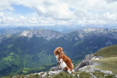 Bir köpek Jack Russell Terrier ve Nova Scotia Duck Tolling Retriever yeşil vadileri ve mavi gökyüzünün altındaki uzak tepeleri olan engin bir dağ manzarasına bakmaktadırlar.. 