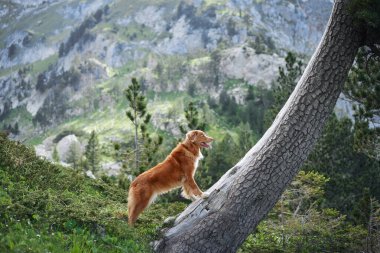 Nova Scotia Duck Tolling Retriever köpeği arka planında yüksek tepeler olan bir orman yamacını keşfeder. Sahne, köpekleri Alp manzarasının doğal güzelliğinin ortasında merakla yakalıyor..