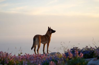 Belçikalı bir Malinois, kır çiçekleriyle kaplı kayalık bir tepenin üzerinde duruyor ve yumuşak bir günbatımı parıltısının altında ufka bakıyor. Sahne, sakinlik ve doğal çevreyle olan bağlantıyı yayar..