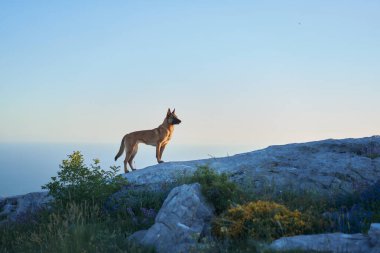 Bir Malinois altın gündoğumuyla aydınlanan kayalık arazide zarifçe yürür. Sahne, sabah gökyüzüne karşı köpeklerin zarif siluetini sergiliyor..