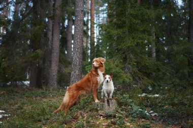 Bir Viszla ve Jack Russell Terrier sakin bir ormanda uzun ağaçların arasında birlikte duruyorlar. Fotoğraf, onların özenli duruşlarını ve arkadaşlıklarını doğal bir ortamda yakalıyor..